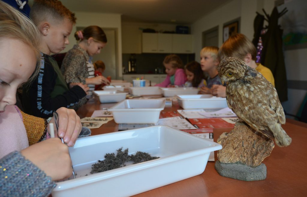 Kinderen werken met natuurmaterialen en bekijken een uilenpreparaat bij natuureducatie voor kinderen, DSC 0450 scaled
