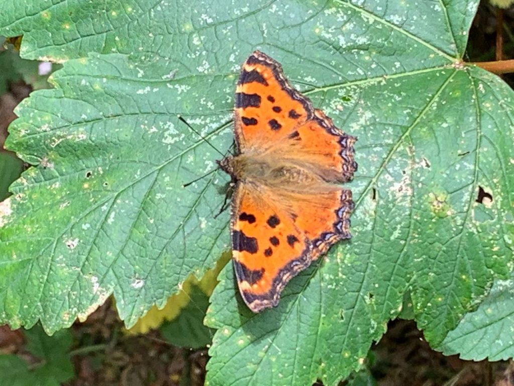 Grote Vos op een groen blad, onderwerp van BioBlitz Katwijk
